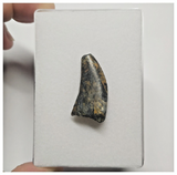 JS146 - Rare Eocarcharia dinops Dinosaur Tooth Cretaceous Elrhaz Fm Tenere Desert