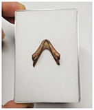 T267 - Exceedingly Rare Undescribed Cretaceous Turtle Jaw Dentary Bone KemKem