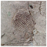 R321 & R349 Selenopeltis and Onnia Trilobites - Order Jörg