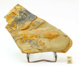 A - Unique Juvenile Anomalocaridid Aegirocassis benmoulai Ordovician Fezouata. Order Sébastien