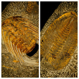 A3, A16, A27, A29 & P26 Selenopeltis + 3 Eudolatites + Dyrosaurus phosphaticus Femur Bone +Crocodile Limb Bone + Dyrosaurus phosphaticus Femur Bone + 4 Enchodus libycus - Order 143935158356