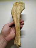 A3, A16, A27, A29 & P26 Selenopeltis + 3 Eudolatites + Dyrosaurus phosphaticus Femur Bone +Crocodile Limb Bone + Dyrosaurus phosphaticus Femur Bone + 4 Enchodus libycus - Order 143935158356
