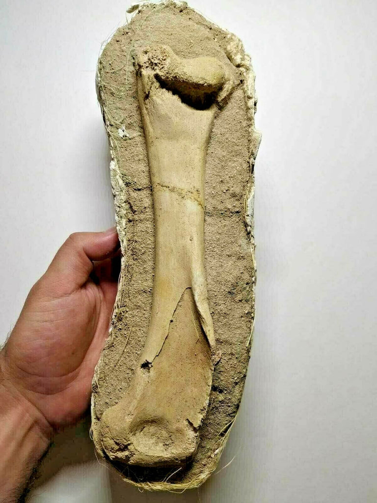 A3, A16, A27, A29 & P26 Selenopeltis + 3 Eudolatites + Dyrosaurus phosphaticus Femur Bone +Crocodile Limb Bone + Dyrosaurus phosphaticus Femur Bone + 4 Enchodus libycus - Order 143935158356