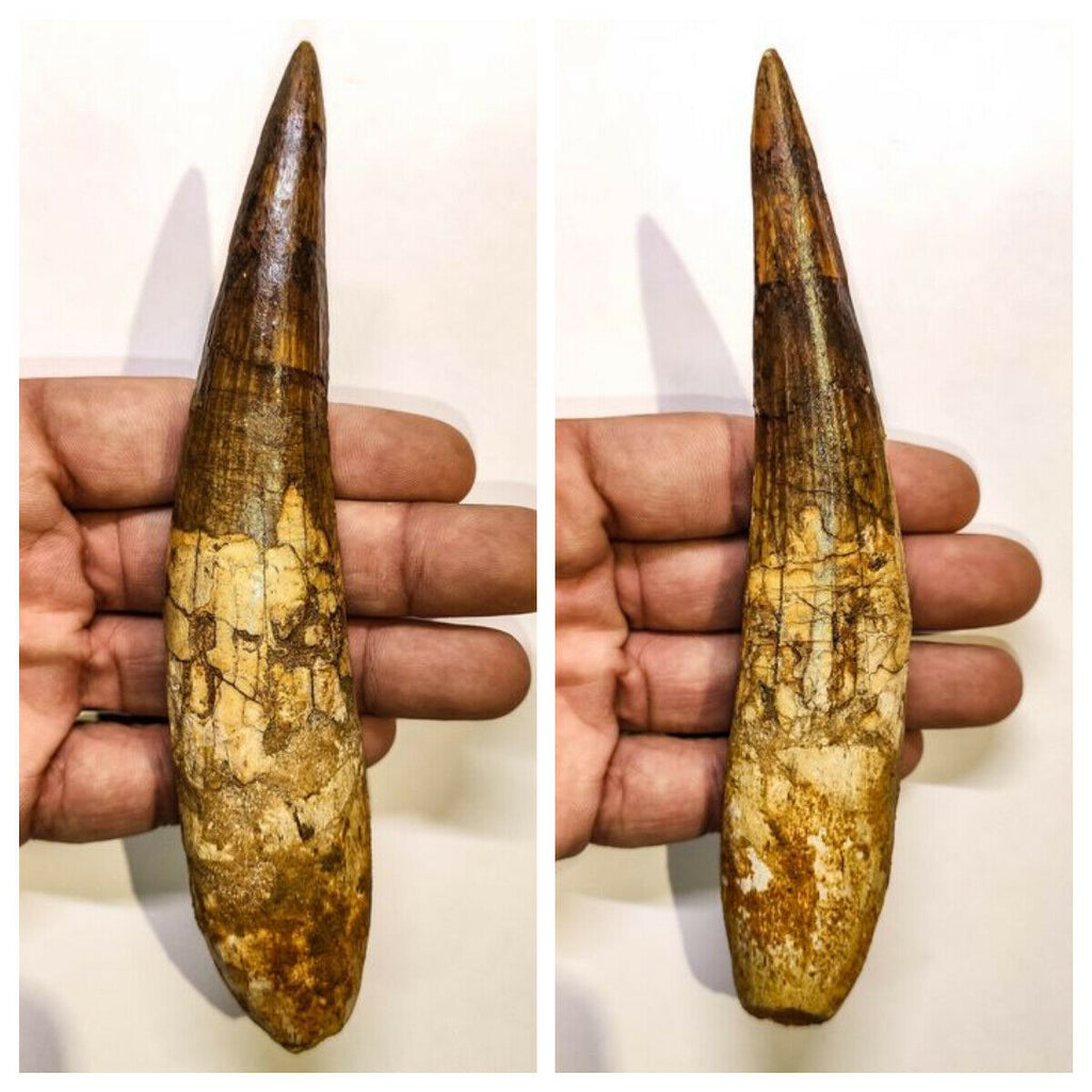Spinosaurus dinosaur teeth order (143947233544)