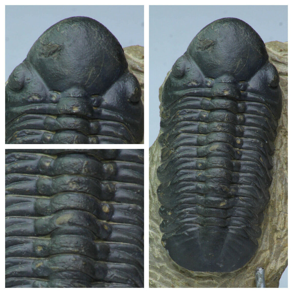K13 - Nice Huge Detailed 2.95 Inch Reedops sp Lower Devonian Trilobite + Asaphellus - Order Michal