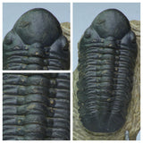 K13 - Nice Huge Detailed 2.95 Inch Reedops sp Lower Devonian Trilobite + Asaphellus - Order Michal