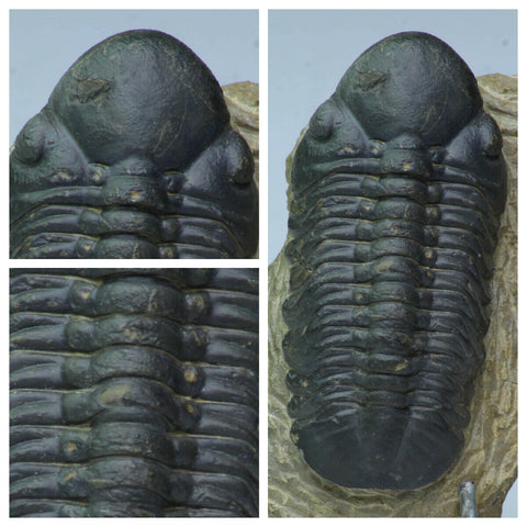 K13 - Nice Huge Detailed 2.95 Inch Reedops sp Lower Devonian Trilobite + Asaphellus - Order Michal