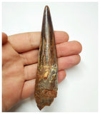 T55- Amazing Black 4.01 Inch Spinosaurus Dinosaur Tooth - Cretaceous KemKem Beds