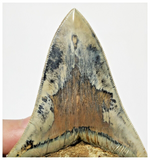 T130 - Finest Huge Serrated 4.52'' Megalodon Tooth from Rare Indonesia Location