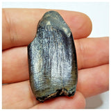 JS2 - Top Rare Jobaria tiguidensis Sauropod Dinosaur Tooth Jurassic Tiouraren Fm