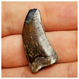 JS26 - Rare Eocarcharia dinops Dinosaur Tooth - Cretaceous Elrhaz Fm Tenere Desert