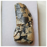 S31 - Rare Afrovenator abakensis Megalosaurid Dinosaur Tooth Jurassic Tiouraren Fm