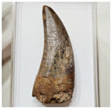 E1- Finest Grade Eocarcharia dinops Dinosaur Tooth - Cretaceous Elrhaz Fm Tenere Desert