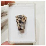 E11 - Ouranosaurus nigeriensis Basal Hadrosaur Dinosaur Tooth Cretaceous Elrhaz Fm