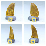 Lot of Trilobites and Dinosaur Teeth -YangKe Order