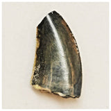 JS44 - Rare Eocarcharia dinops Dinosaur Tooth - Cretaceous Elrhaz Fm Tenere Desert
