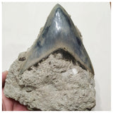 G44 - Finest Quality Serrated 8.8cm Megalodon Tooth in Matrix Indonesia Location