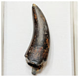 E2- Top Rare Unidentified Theropod Dinosaur Tooth - Cretaceous Elrhaz Fm Tenere Desert