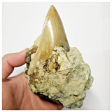 T121 - Finest Quality Serrated 3.22'' Megalodon Tooth in Matrix Indonesia Location