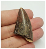 T84 - Rare Eocarcharia dinops Dinosaur Tooth - Cretaceous Elrhaz Fm Tenere Desert