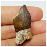 JS3 - Top Rare Jobaria tiguidensis Sauropod Dinosaur Tooth Jurassic Tiouraren Fm
