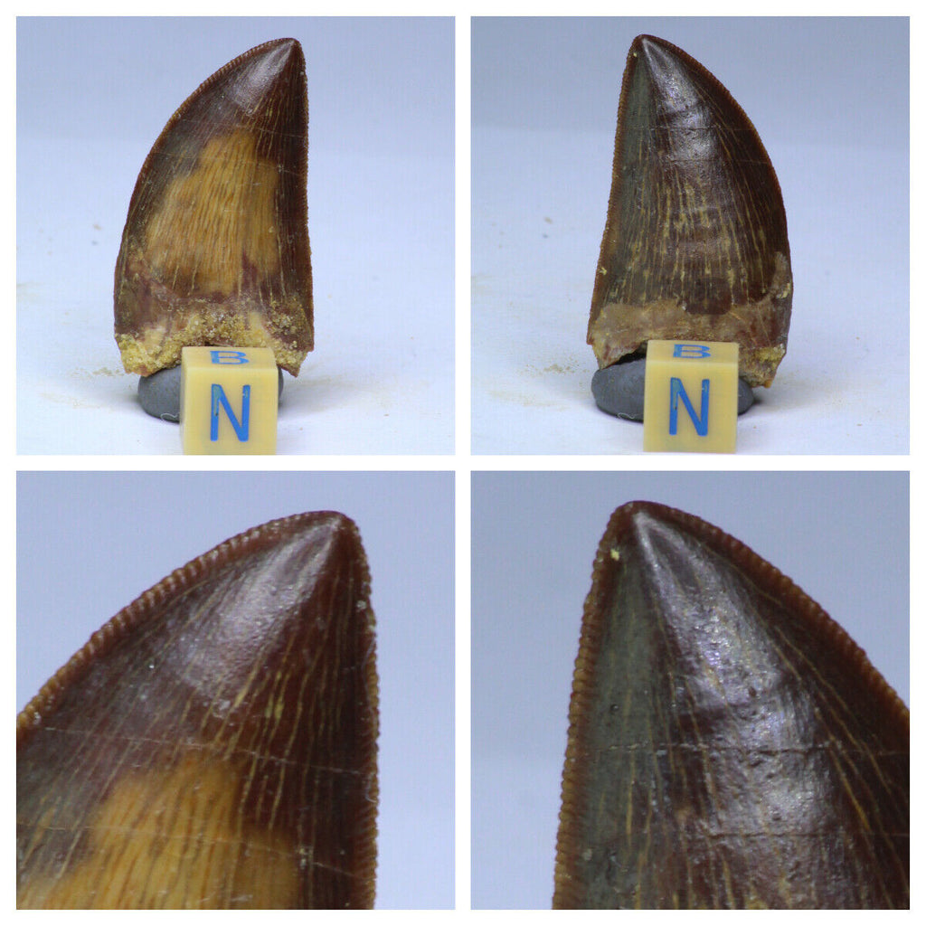 R294 & R160 Carcharodontosaurus Dinosaur Teeth Cretaceous KemKem - Aleksey Order