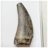 E4- Rare Eocarcharia dinops Dinosaur Tooth - Cretaceous Elrhaz Fm Tenere Desert