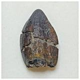 JS1 - Top Rare Jobaria tiguidensis Sauropod Dinosaur Tooth Jurassic Tiouraren Fm