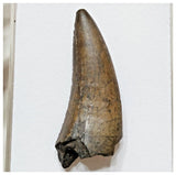 E7 - Rare Eocarcharia dinops Dinosaur Tooth - Cretaceous Elrhaz Fm Tenere Desert