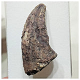 F1 - Unidentified Theropod Dinosaur Foot Claw Cretaceous Elrhaz Fm Tenere Desert