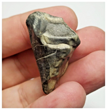 T30 - Rare Ouranosaurus Basal Hadrosaurid Dinosaur Tooth Cretaceous Elrhaz Fm