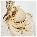 G45 - Finest Quality Fossil Crab (Potamon) Preserved in Travertine Turkey Location