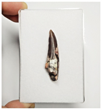 T176 - Rare Suchomimus tenerensis Dinosaur Tooth Lower Cretaceous Elrhaz Fm