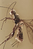 J53 - Great WASP Hymenoptera Fossil Inclusion Genuine BALTIC AMBER + HQ Picture