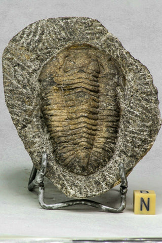 C38 - Rare Huge 2.75 Inch Prionocheilus pulcher Ordovician Trilobite Ktaoua Fm - Frederic Order