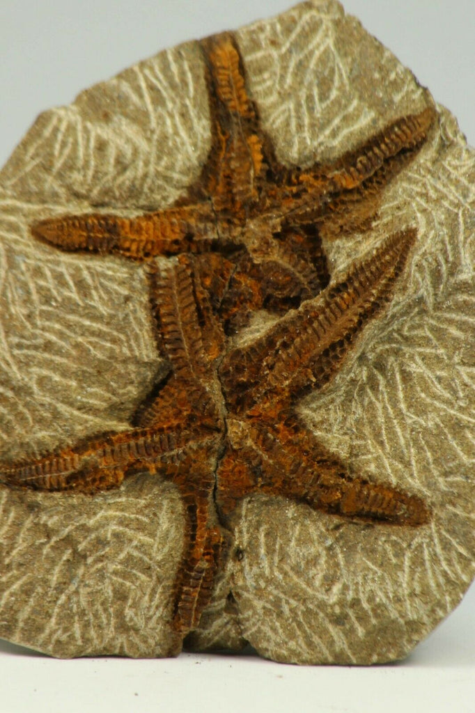 C39 - Top Beautiful Association 2 Petraster Ordovician Brittlestars Ktaoua Fm - Appleton Order