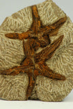 C39 - Top Beautiful Association 2 Petraster Ordovician Brittlestars Ktaoua Fm - Appleton Order