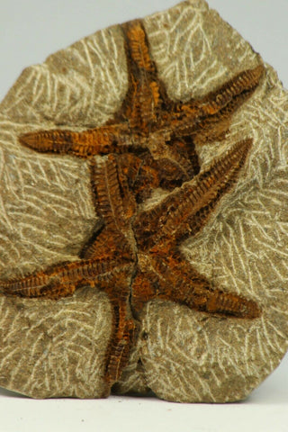 C39 - Top Beautiful Association 2 Petraster Ordovician Brittlestars Ktaoua Fm - Appleton Order