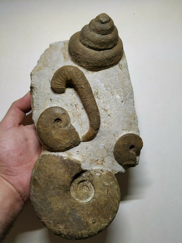 A28 - Rare Association Upper Cretaceous Heteromorph Ammonites + Huge Gastropod(143935154889)