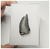 JS144 - Rare Eocarcharia dinops Dinosaur Tooth Cretaceous Elrhaz Fm Tenere Desert