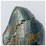 S17 - Spinophorosaurus nigeriensis Basal Sauropod Dinosaur Tooth Jurassic Irhazer Fm