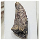 F1 - Unidentified Theropod Dinosaur Foot Claw Cretaceous Elrhaz Fm Tenere Desert