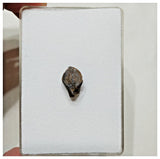 E10 - Elrhazosaurus Basal Iguanodontian Dinosaur Tooth - Cretaceous Elrhaz Fm