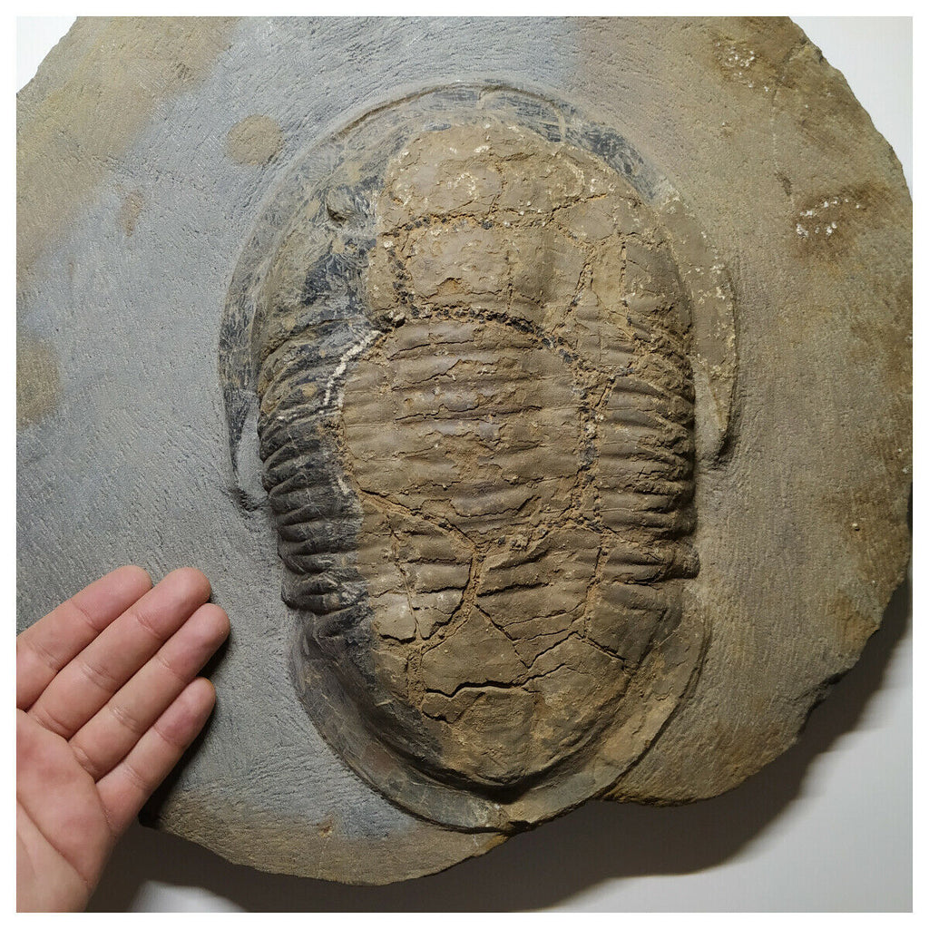 A10 & A9 9.21'' Symphysurus Ordovician Trilobites + Undescribed Huge 11.22 Inch Asaphid Trilobite - Order (143934936741)