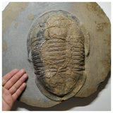 A10 & A9 9.21'' Symphysurus Ordovician Trilobites + Undescribed Huge 11.22 Inch Asaphid Trilobite - Order (143934936741)
