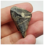 T30 - Rare Ouranosaurus Basal Hadrosaurid Dinosaur Tooth Cretaceous Elrhaz Fm