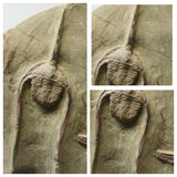 Sarcosuchus + Suchomimus Teeth Lower Cretaceous Erlhaz Fm Niger + Furca + Ampyx + Bavarilla - 143972413005