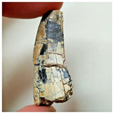 S31 - Rare Afrovenator abakensis Megalosaurid Dinosaur Tooth Jurassic Tiouraren Fm