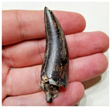 E2- Top Rare Unidentified Theropod Dinosaur Tooth - Cretaceous Elrhaz Fm Tenere Desert