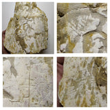 A21 - Top Rare 6.29'' Partial Dinosaur Bone with Bite Marks Cretaceous KemKem(143935048802)